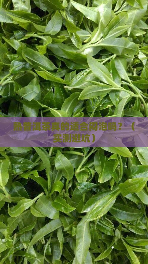 熟普洱茶适合闷泡吗