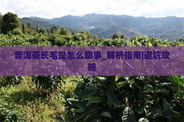 普洱茶长毛是怎么回事