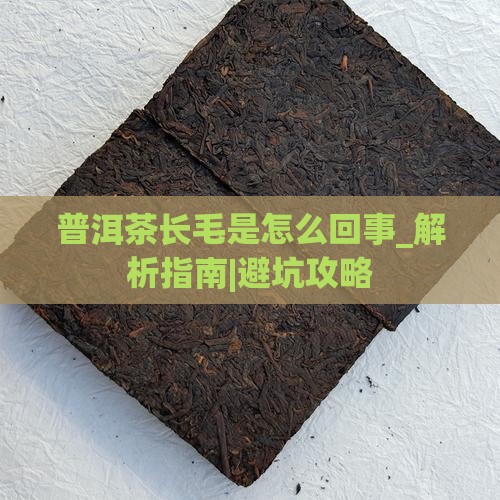 普洱茶长毛是怎么回事
