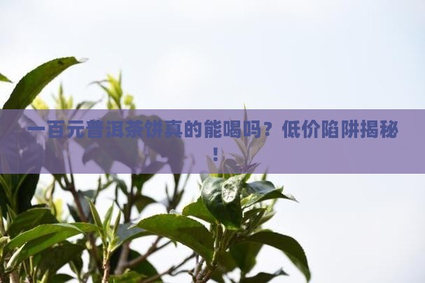 一百元普洱茶饼