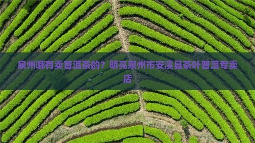 泉州哪有卖普洱茶的