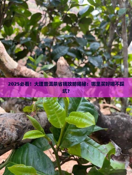 大理普洱茶哪里买好喝又实惠