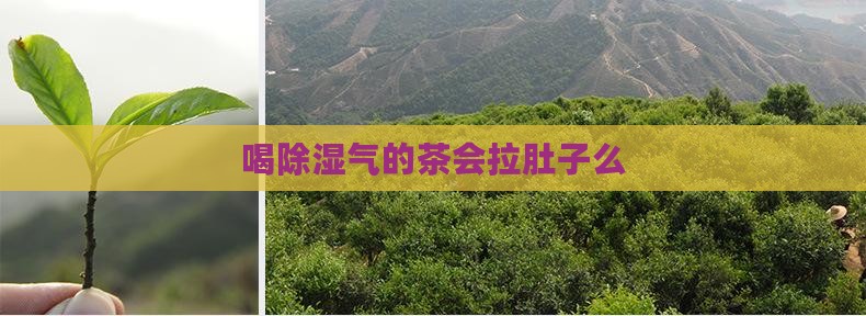 喝除湿气的茶会拉肚子么