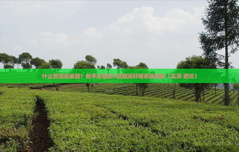 什么普洱茶比较甜