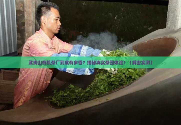 武夷山有机茶厂
