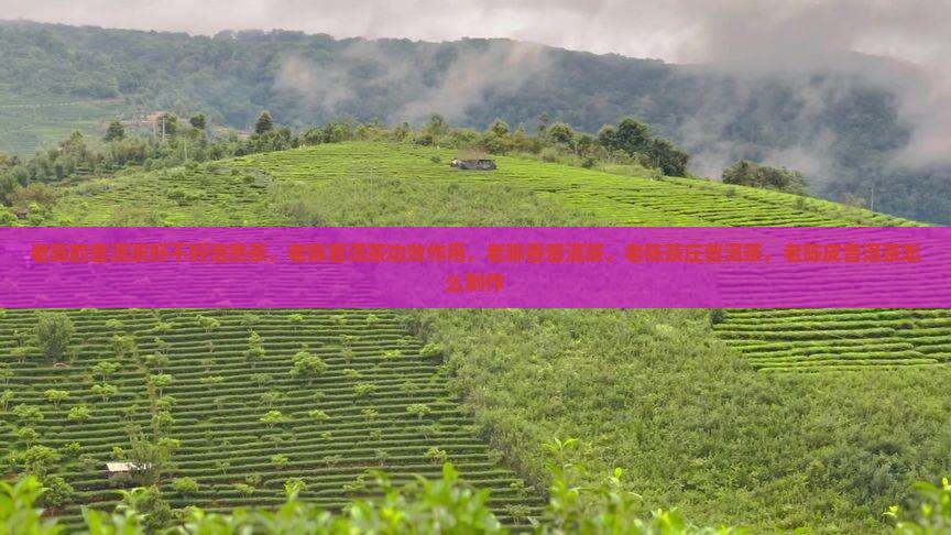 老陈的普洱茶好不好泡熟
