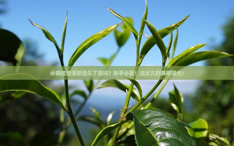 小青桔普洱茶泡久了苦吗