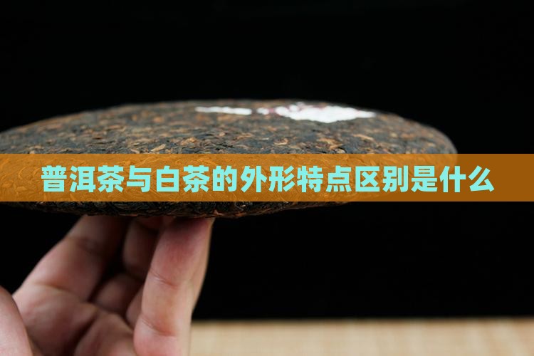 普洱茶白茶的外形特点是