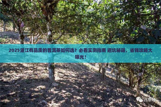 湛江有品质的普洱茶