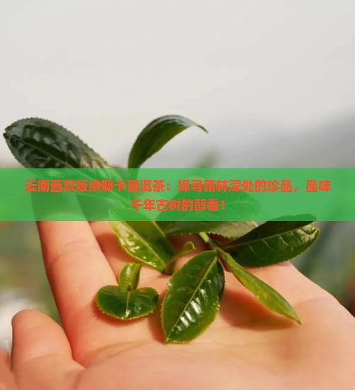 云南西双版纳那卡普洱茶