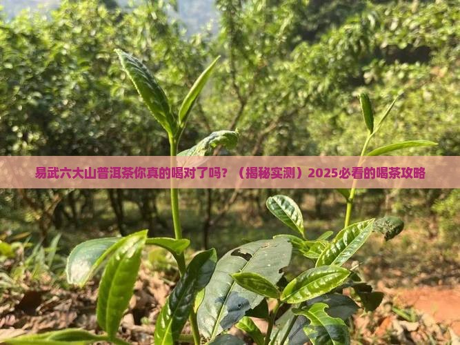 易武六大山普洱茶