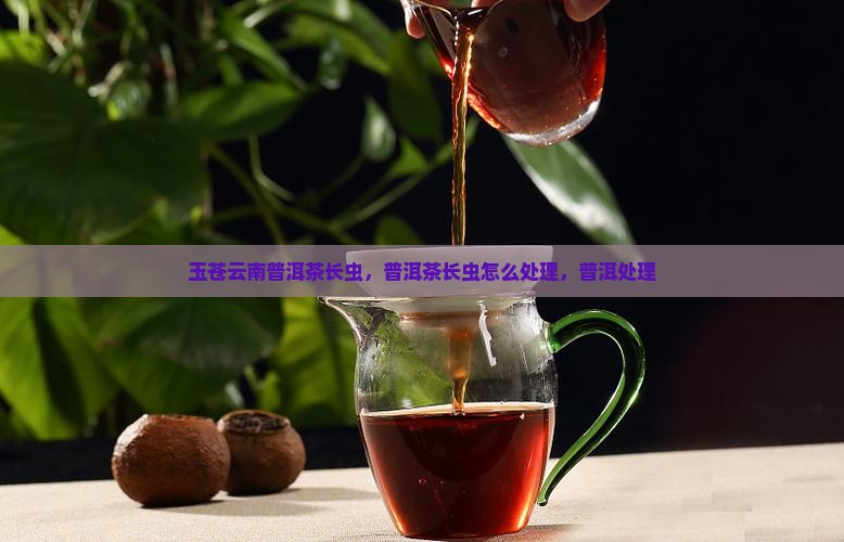 玉苍云南普洱茶长虫