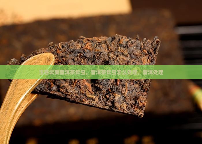 玉苍云南普洱茶长虫