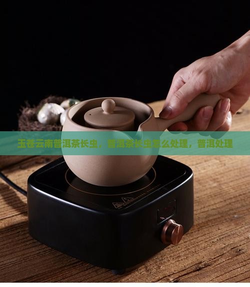 玉苍云南普洱茶长虫