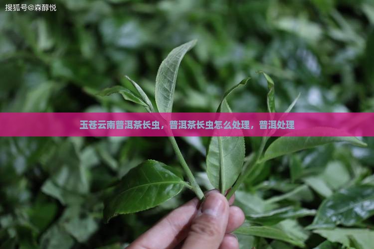 玉苍云南普洱茶长虫