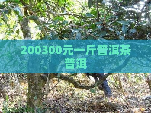 200300元普洱茶