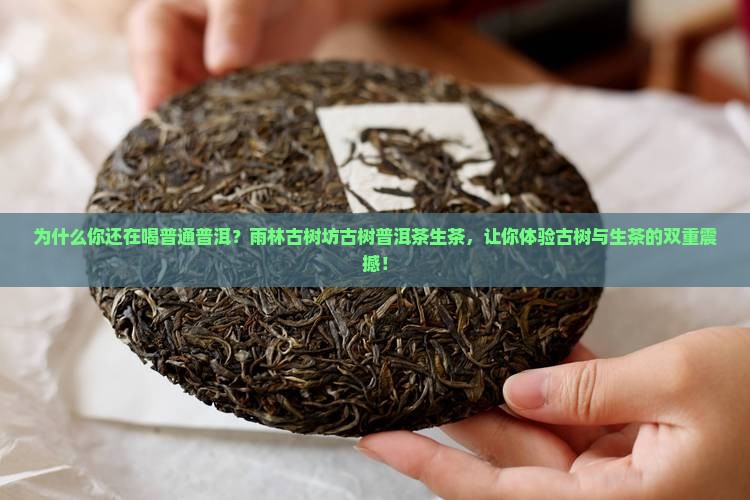 雨林古树坊古树普洱茶生茶