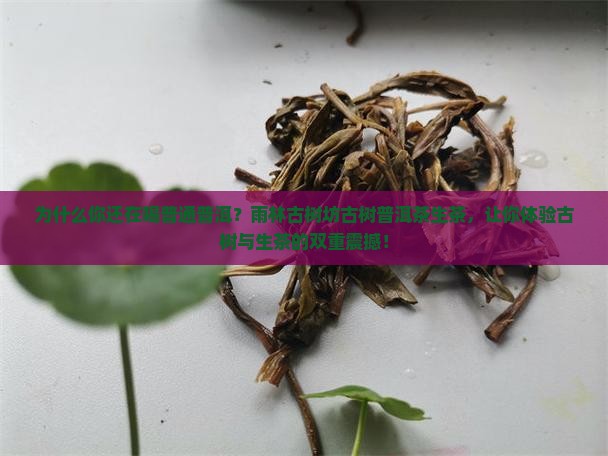 雨林古树坊古树普洱茶生茶