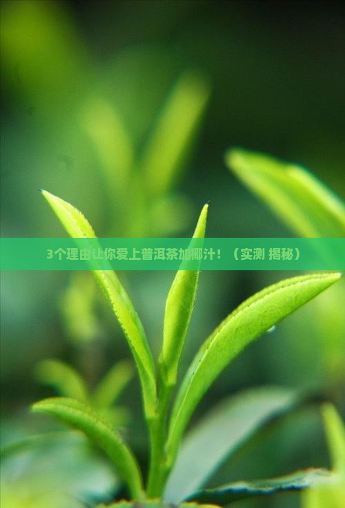 普洱茶加椰汁的功效和作用