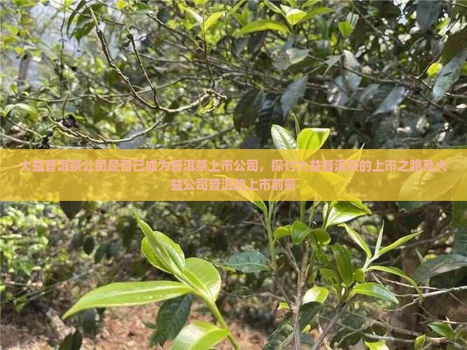 大益普洱茶公司有上市吗