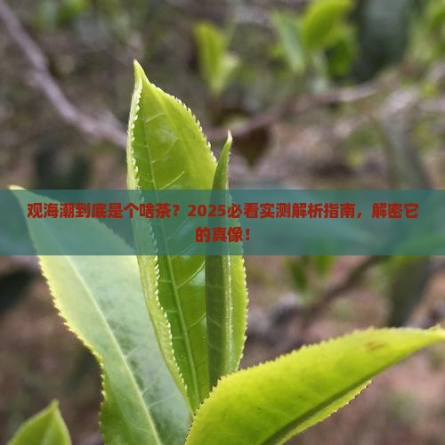 观海潮是什么茶