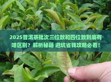 普洱茶批次三位数和四位数区别