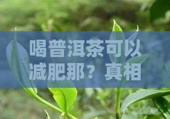 喝普洱茶可以减肥那