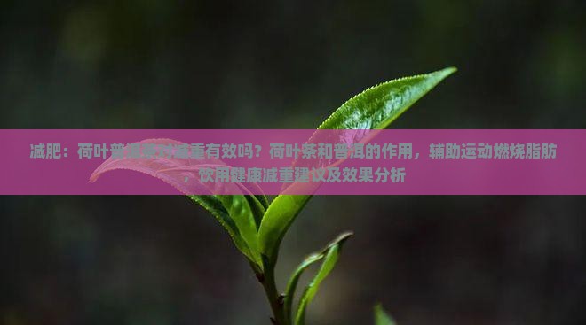 减肥喝荷叶普洱茶减肥吗