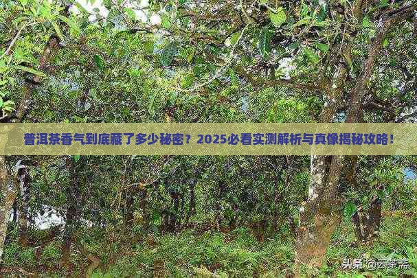 普洱茶知识的香气描述是什么