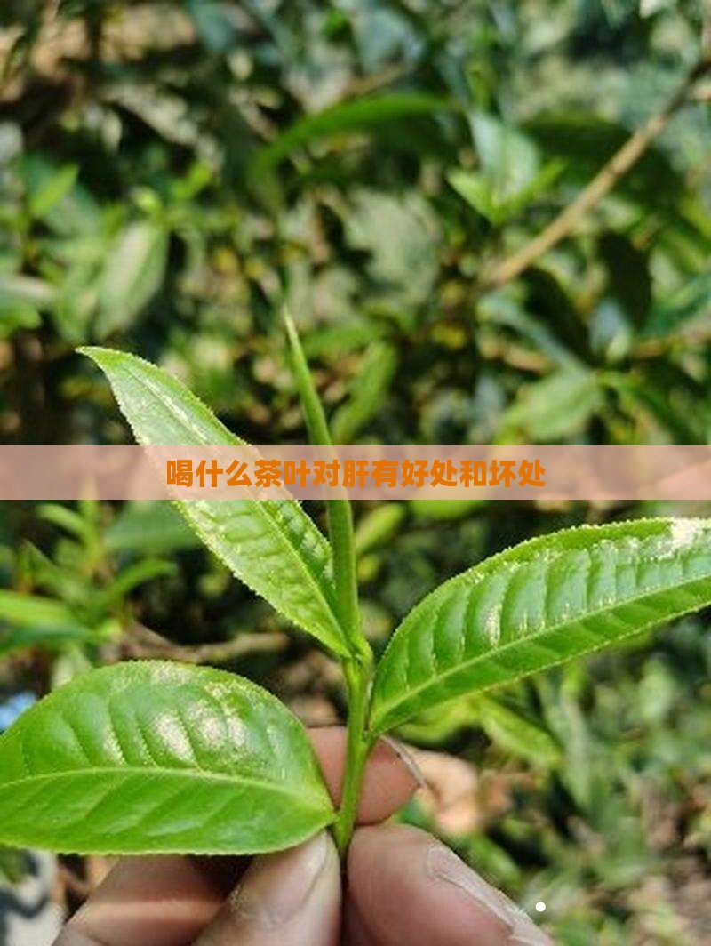 喝什么茶叶对肝有好处