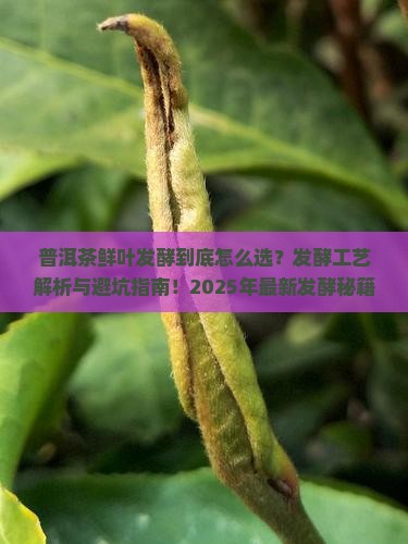 普洱茶鲜叶发酵