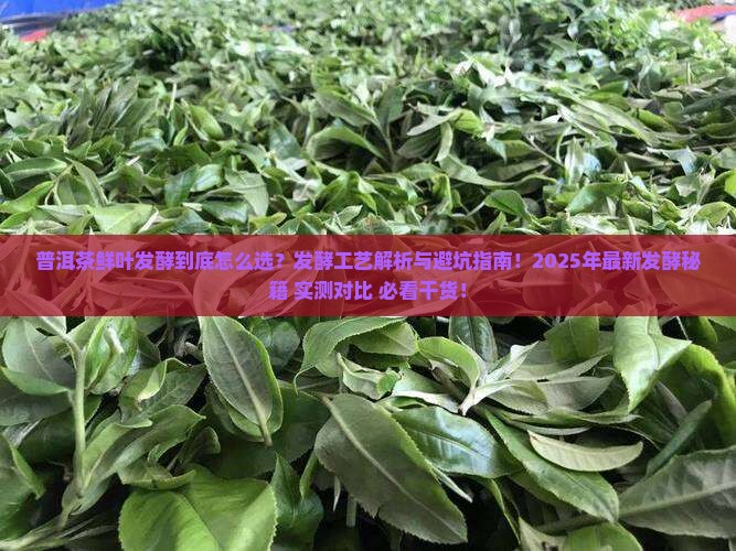 普洱茶鲜叶发酵