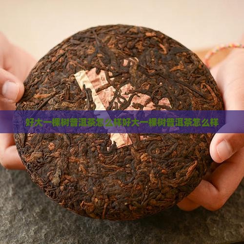 好大一棵树普洱茶怎么样