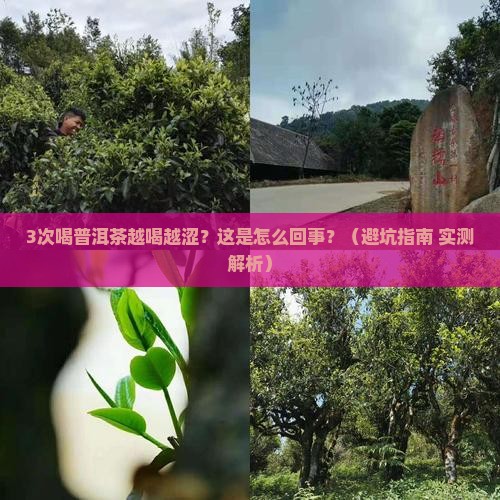 普洱茶越喝越涩怎么回事
