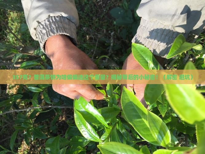 普洱茶饼为什么做357克
