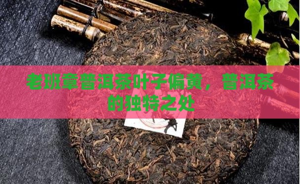 老班章茶叶子偏黄