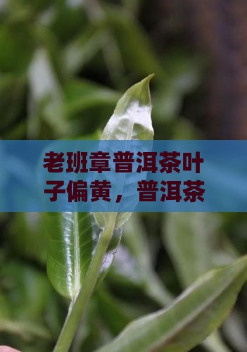 老班章茶叶子偏黄