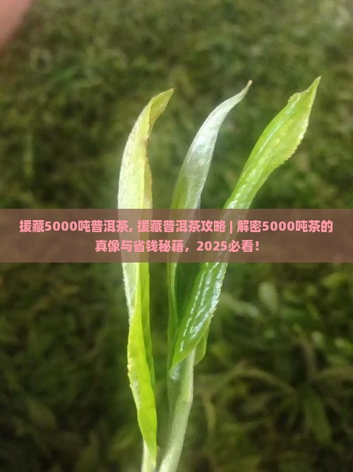 援藏5000吨普洱茶