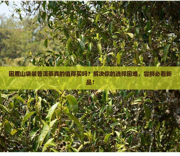 困鹿山袋装普洱茶