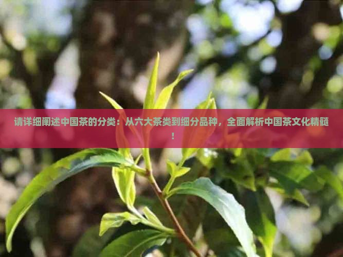 请详细阐述中国茶的分类