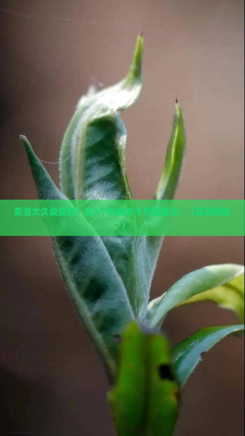 茶泡多久后就不能喝了