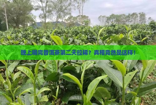晚上喝完普洱茶第二天拉稀