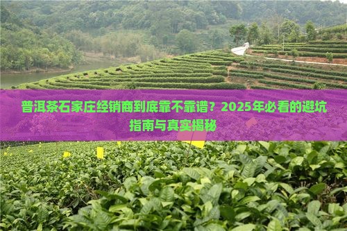 普洱茶石家庄经销商