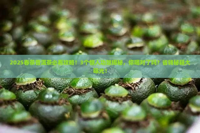 春茶普洱茶的功效