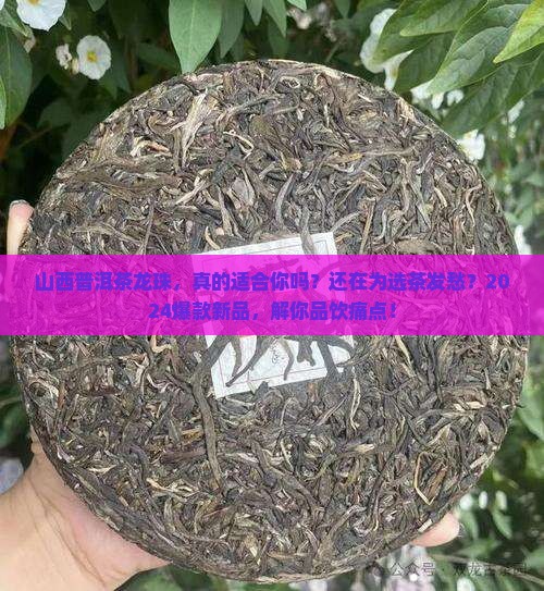 山西普洱茶龙珠