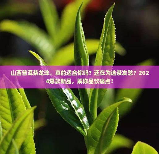 山西普洱茶龙珠