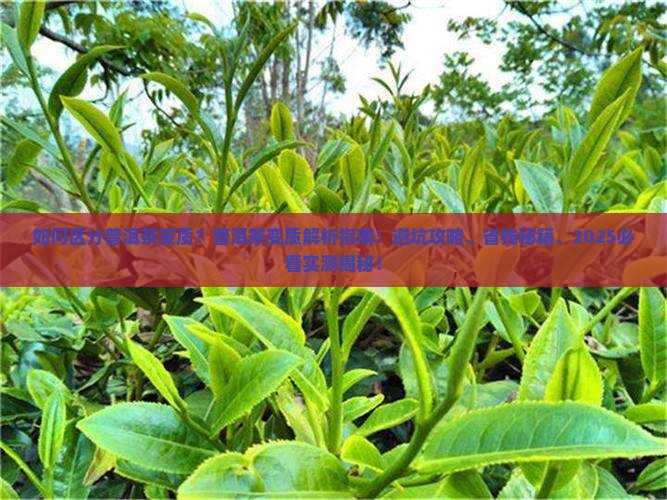 如何区分普洱茶变质