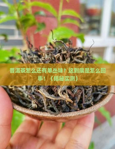 普洱茶有单丛味