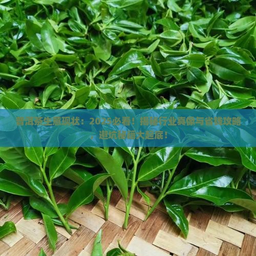普洱茶生意现状