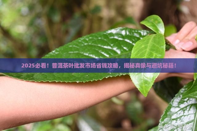 云南省普洱茶叶批发市场